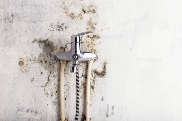 Best Mold Cleaning Services  in Rush City, MN