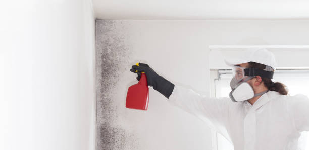 Best Crawl Space Mold Removal  in Rush City, MN