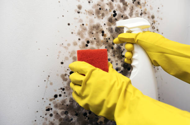 Best Mold Removal Company Near Me  in Rush City, MN
