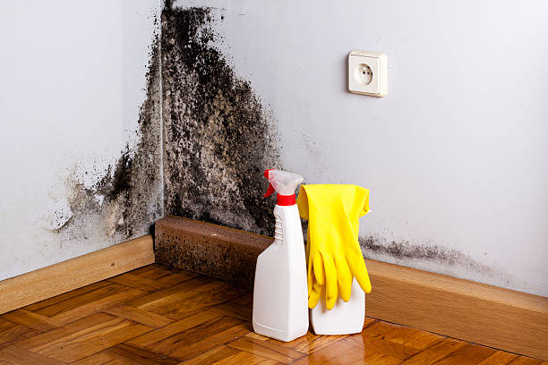 Best Mold Testing  in Rush City, MN
