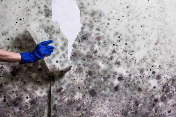 Best Emergency Mold Removal  in Rush City, MN
