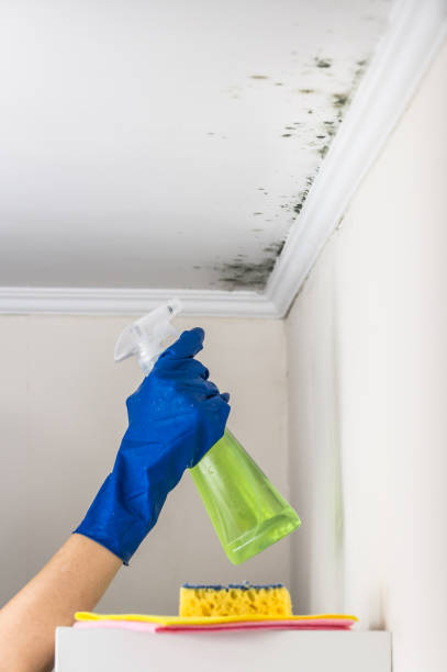 Rush City, MN Mold Removal Company