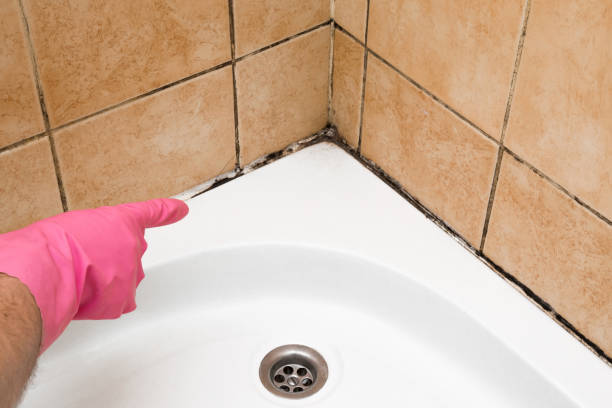 Best Mold Testing  in Rush City, MN